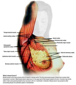 breast+cancer Pengesanan Awal Barah Payudara Menyelamatkan Nyawa